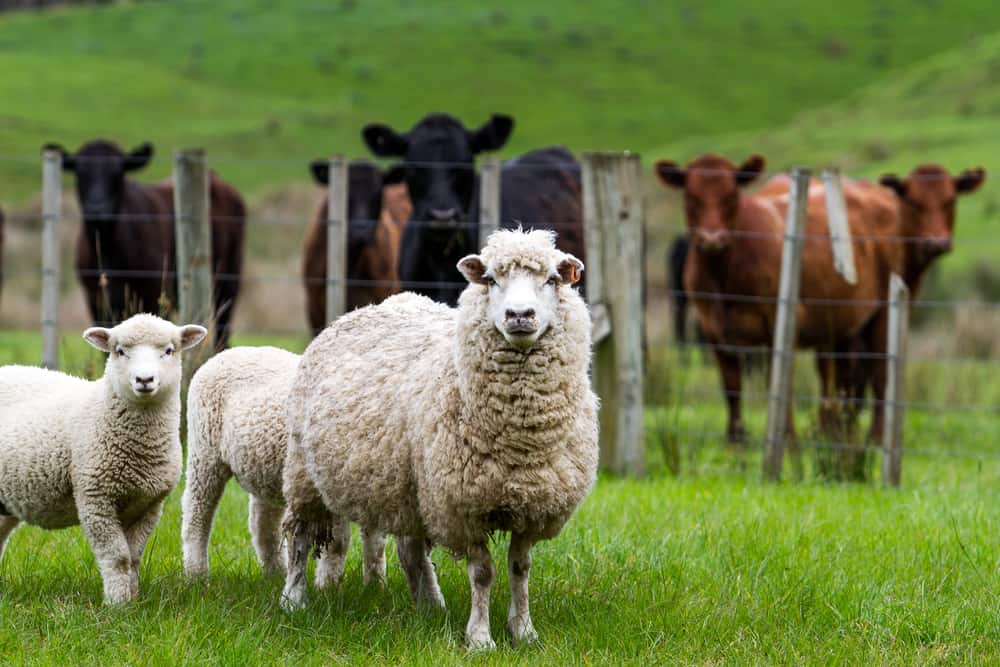 New Zealand Live Stock Sheep And Cattle On A Farm